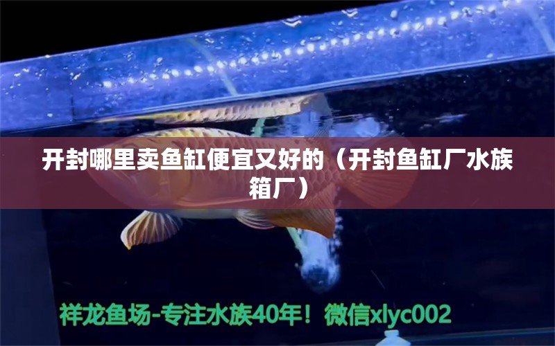 開封哪里賣魚缸便宜又好的（開封魚缸廠水族箱廠） 奈及利亞紅圓點狗頭