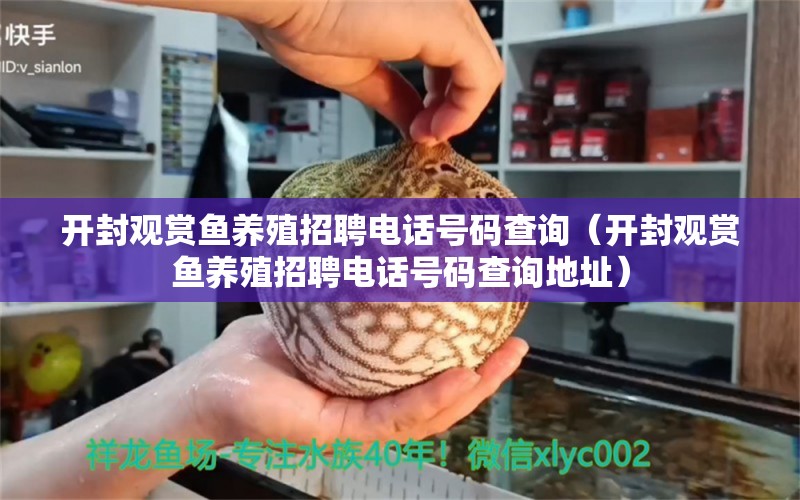 開封觀賞魚養(yǎng)殖招聘電話號碼查詢（開封觀賞魚養(yǎng)殖招聘電話號碼查詢地址）