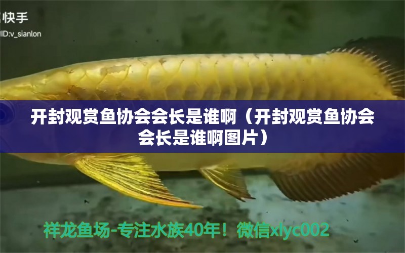 開封觀賞魚協(xié)會會長是誰?。ㄩ_封觀賞魚協(xié)會會長是誰啊圖片）