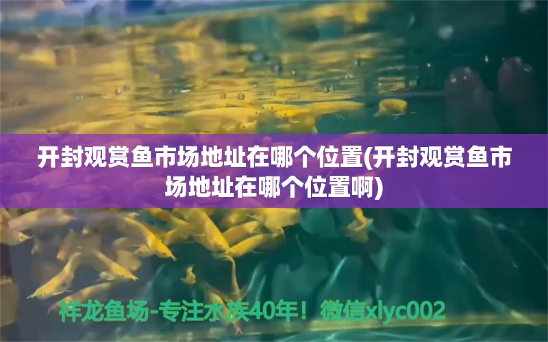 開封觀賞魚市場(chǎng)地址在哪個(gè)位置(開封觀賞魚市場(chǎng)地址在哪個(gè)位置啊) 觀賞魚市場(chǎng)（混養(yǎng)魚）