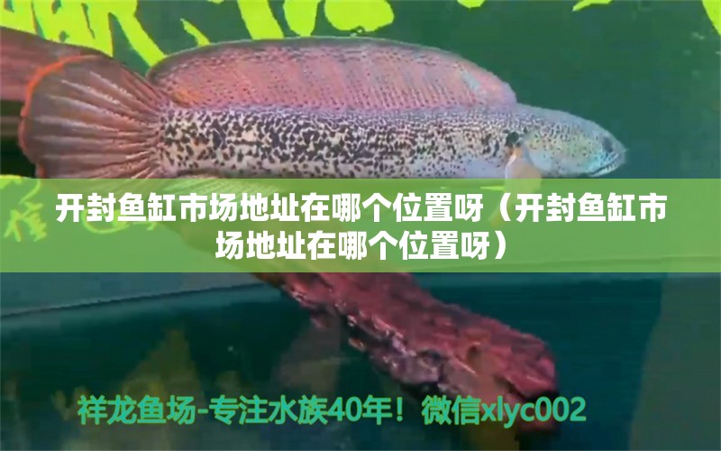 開封魚缸市場地址在哪個位置呀（開封魚缸市場地址在哪個位置呀）