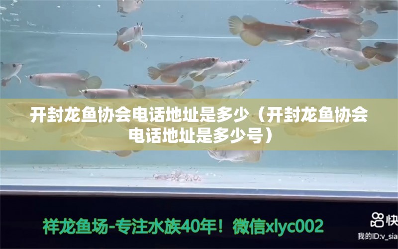 開(kāi)封龍魚(yú)協(xié)會(huì)電話(huà)地址是多少（開(kāi)封龍魚(yú)協(xié)會(huì)電話(huà)地址是多少號(hào)） 廣州觀賞魚(yú)批發(fā)市場(chǎng)