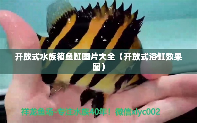 開放式水族箱魚缸圖片大全（開放式浴缸效果圖）