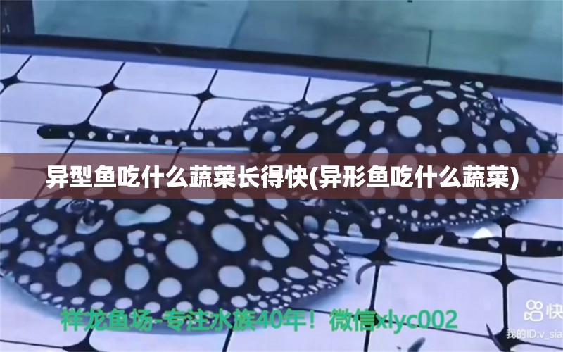 異型魚吃什么蔬菜長(zhǎng)得快(異形魚吃什么蔬菜) 成吉思汗鯊（球鯊）魚