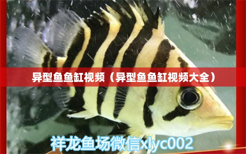 異型魚(yú)魚(yú)缸視頻（異型魚(yú)魚(yú)缸視頻大全） 觀(guān)賞魚(yú)市場(chǎng)（混養(yǎng)魚(yú)）