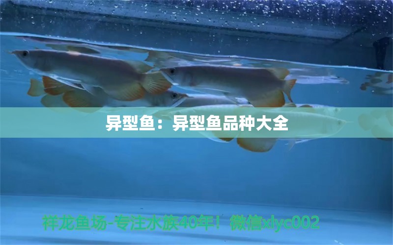 異型魚：異型魚品種大全 細(xì)線銀版魚