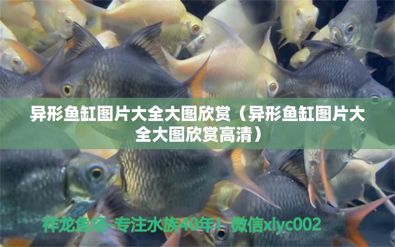 異形魚缸圖片大全大圖欣賞（異形魚缸圖片大全大圖欣賞高清）