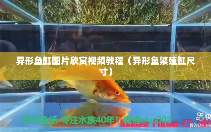 異形魚缸圖片欣賞視頻教程（異形魚繁殖缸尺寸） 泰國雪鯽魚