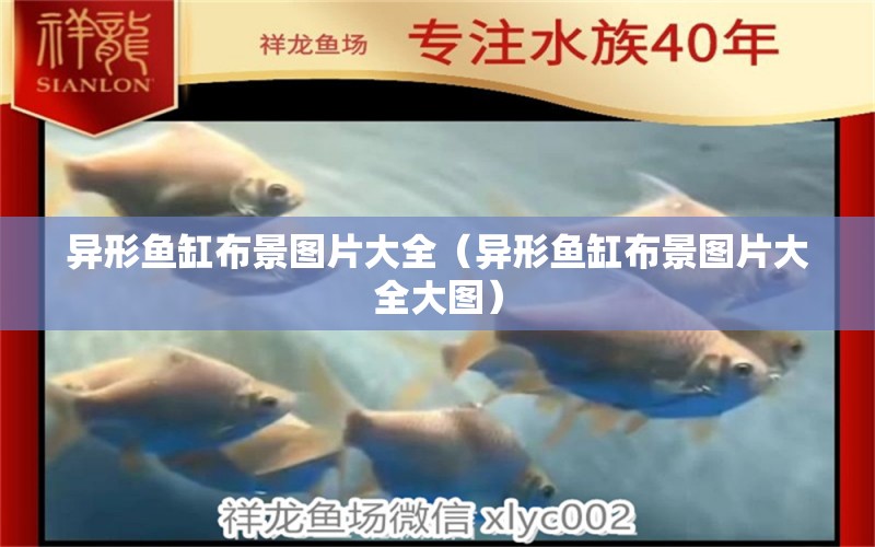 異形魚缸布景圖片大全（異形魚缸布景圖片大全大圖）