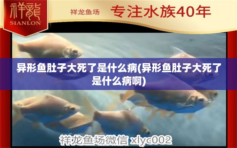 異形魚肚子大死了是什么病(異形魚肚子大死了是什么病啊) 南美異型魚 第1張