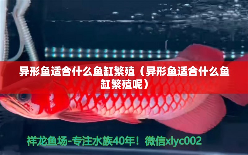 異形魚適合什么魚缸繁殖（異形魚適合什么魚缸繁殖呢） 財(cái)神鸚鵡魚