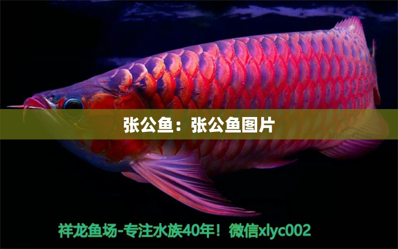 張公魚：張公魚圖片