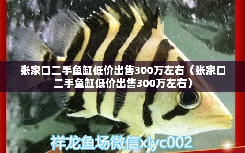 張家口二手魚缸低價(jià)出售300萬左右（張家口二手魚缸低價(jià)出售300萬左右）