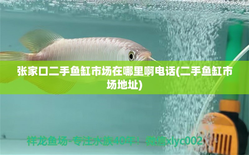 張家口二手魚(yú)缸市場(chǎng)在哪里啊電話(二手魚(yú)缸市場(chǎng)地址) 白子黑帝王魟魚(yú) 第1張