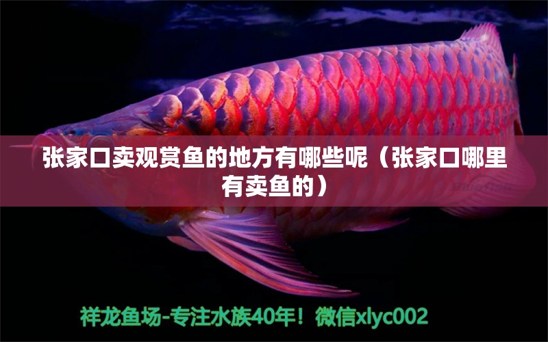 張家口賣觀賞魚的地方有哪些呢（張家口哪里有賣魚的） 白子銀龍魚苗