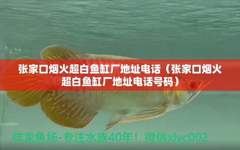 張家口煙火超白魚缸廠地址電話（張家口煙火超白魚缸廠地址電話號(hào)碼） 祥龍水族醫(yī)院