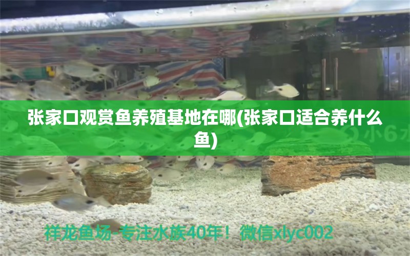 張家口觀賞魚養(yǎng)殖基地在哪(張家口適合養(yǎng)什么魚) 奈及利亞紅圓點(diǎn)狗頭