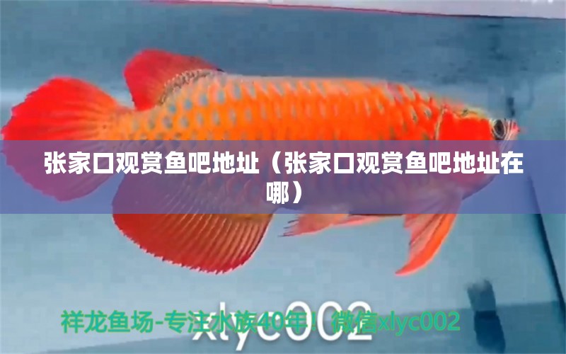 張家口觀賞魚吧地址（張家口觀賞魚吧地址在哪）