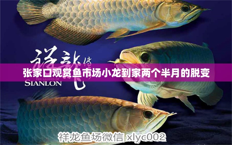 張家口觀賞魚市場小龍到家兩個半月的脫變 觀賞魚市場（混養(yǎng)魚） 第2張