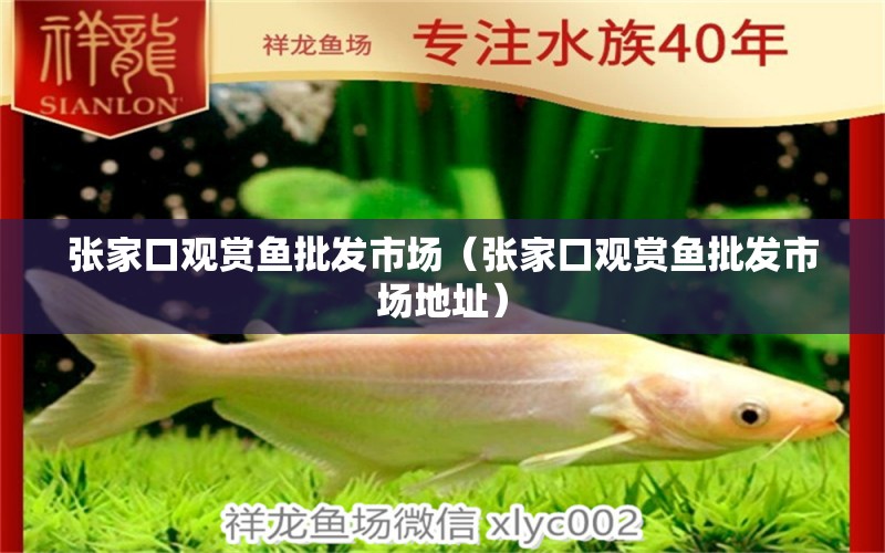 張家口觀賞魚(yú)批發(fā)市場(chǎng)（張家口觀賞魚(yú)批發(fā)市場(chǎng)地址）