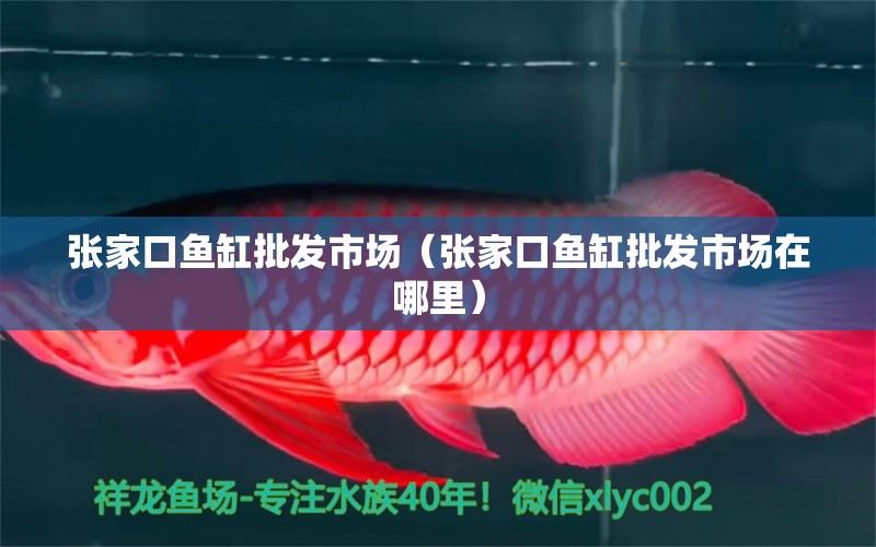 張家口魚缸批發(fā)市場（張家口魚缸批發(fā)市場在哪里） 觀賞魚水族批發(fā)市場