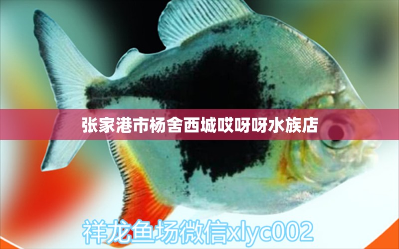 張家港市楊舍西城哎呀呀水族店