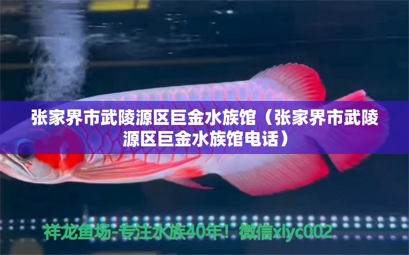 張家界市武陵源區(qū)巨金水族館（張家界市武陵源區(qū)巨金水族館電話） 全國水族館企業(yè)名錄