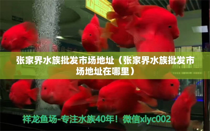 張家界水族批發(fā)市場(chǎng)地址（張家界水族批發(fā)市場(chǎng)地址在哪里）