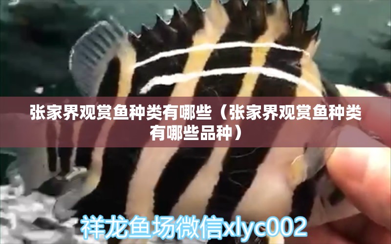 張家界觀賞魚(yú)種類有哪些（張家界觀賞魚(yú)種類有哪些品種）