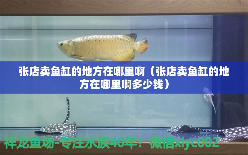 張店賣魚缸的地方在哪里?。◤埖曩u魚缸的地方在哪里啊多少錢） 黑白雙星魚