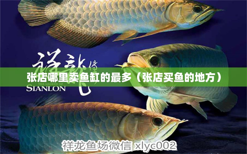 張店哪里賣魚缸的最多（張店買魚的地方） 銀河星鉆魚