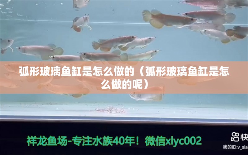 弧形玻璃魚缸是怎么做的（弧形玻璃魚缸是怎么做的呢）