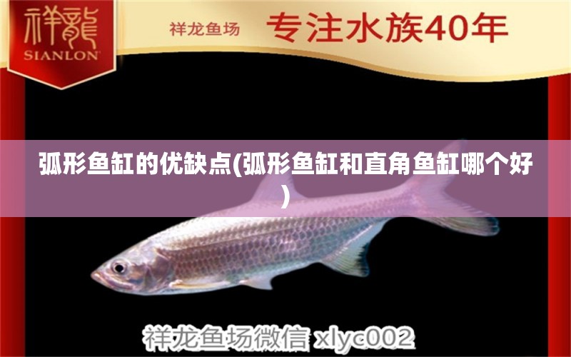 弧形魚缸的優(yōu)缺點(弧形魚缸和直角魚缸哪個好) 大湖紅龍魚