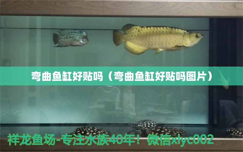 彎曲魚缸好貼嗎（彎曲魚缸好貼嗎圖片）