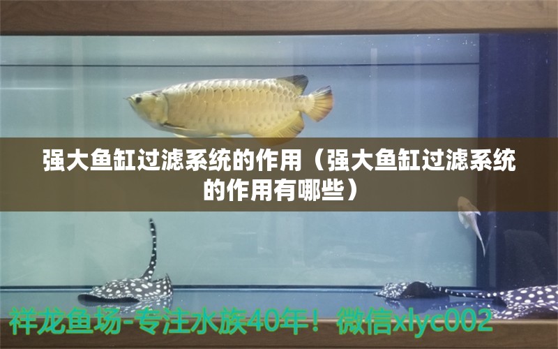 強(qiáng)大魚缸過濾系統(tǒng)的作用（強(qiáng)大魚缸過濾系統(tǒng)的作用有哪些） 元寶鯽