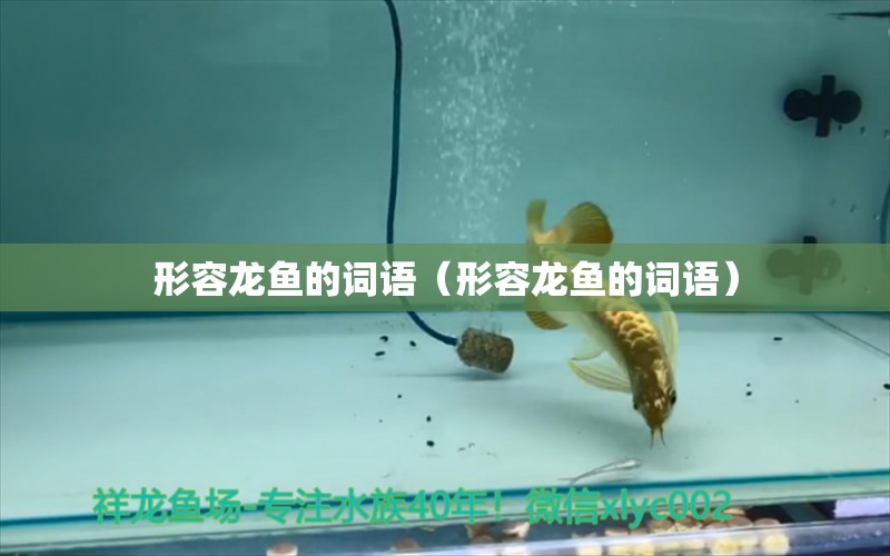 形容龍魚的詞語（形容龍魚的詞語） 廣州龍魚批發(fā)市場