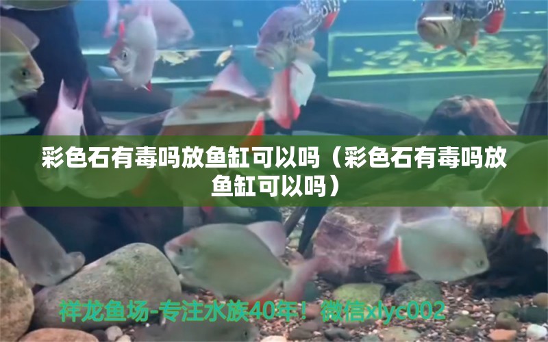 彩色石有毒嗎放魚缸可以嗎（彩色石有毒嗎放魚缸可以嗎）