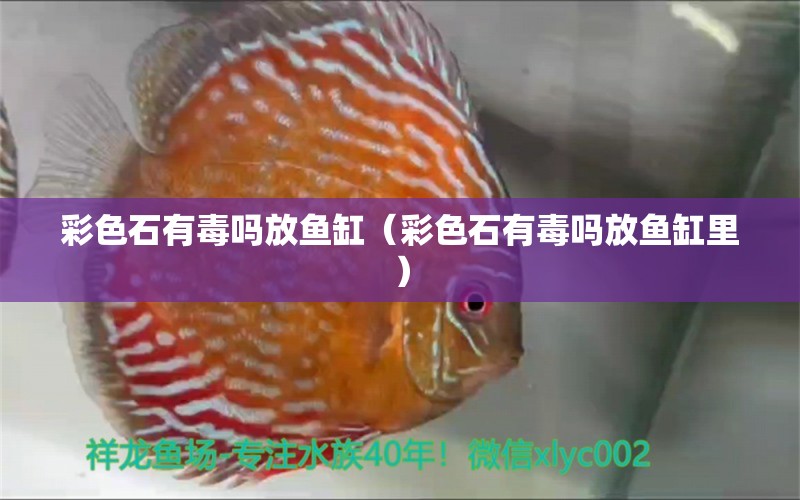 彩色石有毒嗎放魚(yú)缸（彩色石有毒嗎放魚(yú)缸里）