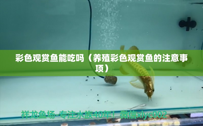 彩色觀賞魚能吃嗎（養(yǎng)殖彩色觀賞魚的注意事項） 白寫錦鯉魚 第2張