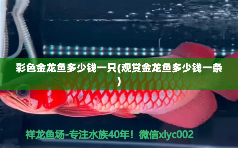 彩色金龍魚多少錢一只(觀賞金龍魚多少錢一條) 2024第28屆中國國際寵物水族展覽會(huì)CIPS（長城寵物展2024 CIPS）