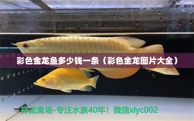 彩色金龍魚多少錢一條（彩色金龍圖片大全）