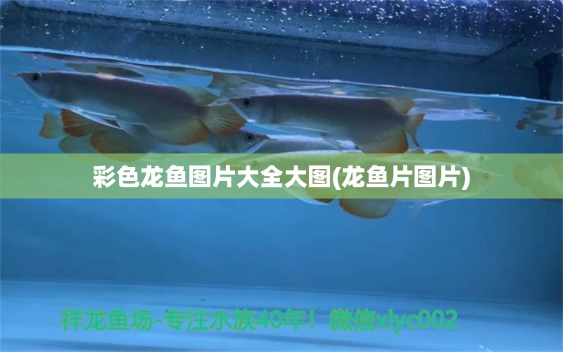 彩色龍魚圖片大全大圖(龍魚片圖片) 巴卡雷龍魚