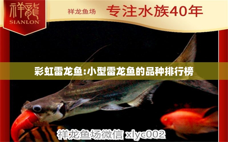 彩虹雷龍魚(yú):小型雷龍魚(yú)的品種排行榜