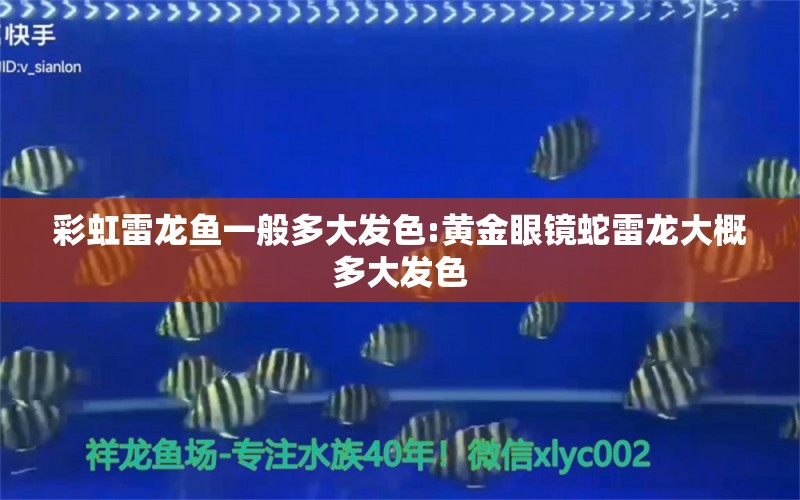 彩虹雷龍魚一般多大發(fā)色:黃金眼鏡蛇雷龍大概多大發(fā)色 黃金眼鏡蛇雷龍魚