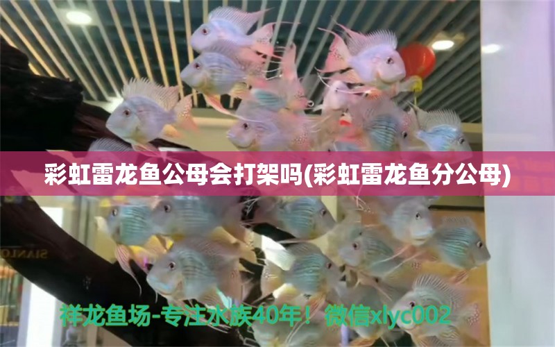 彩虹雷龍魚公母會打架嗎(彩虹雷龍魚分公母) 戰(zhàn)車紅龍魚