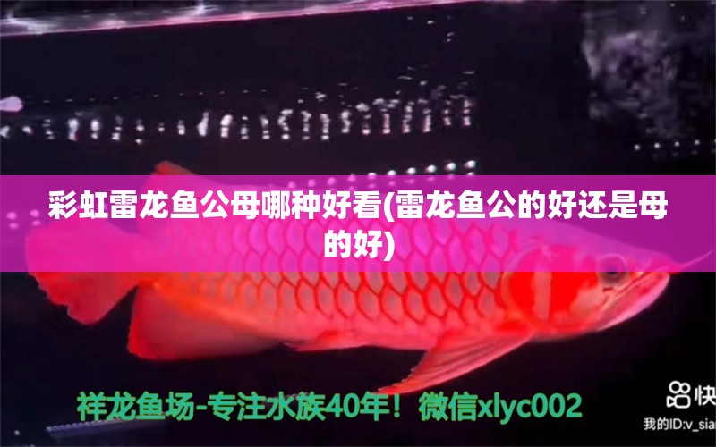 彩虹雷龍魚公母哪種好看(雷龍魚公的好還是母的好) 三色錦鯉魚