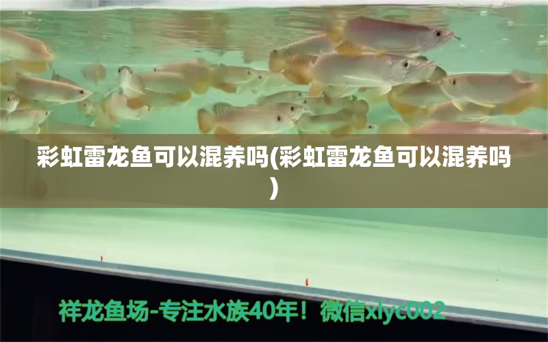 彩虹雷龍魚可以混養(yǎng)嗎(彩虹雷龍魚可以混養(yǎng)嗎) 伊巴卡魚