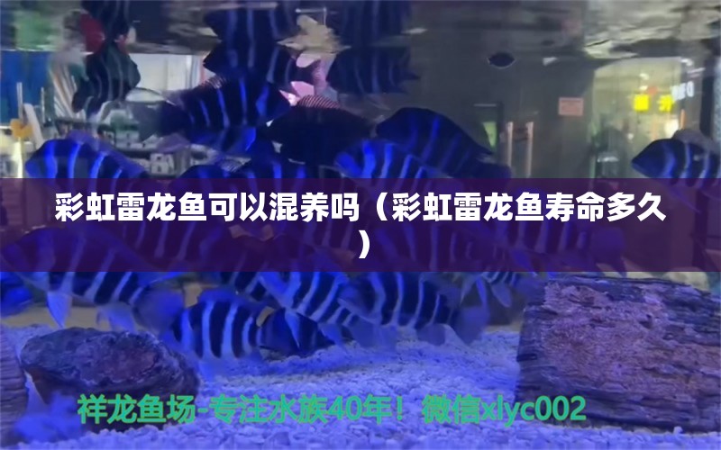 彩虹雷龍魚可以混養(yǎng)嗎（彩虹雷龍魚壽命多久）