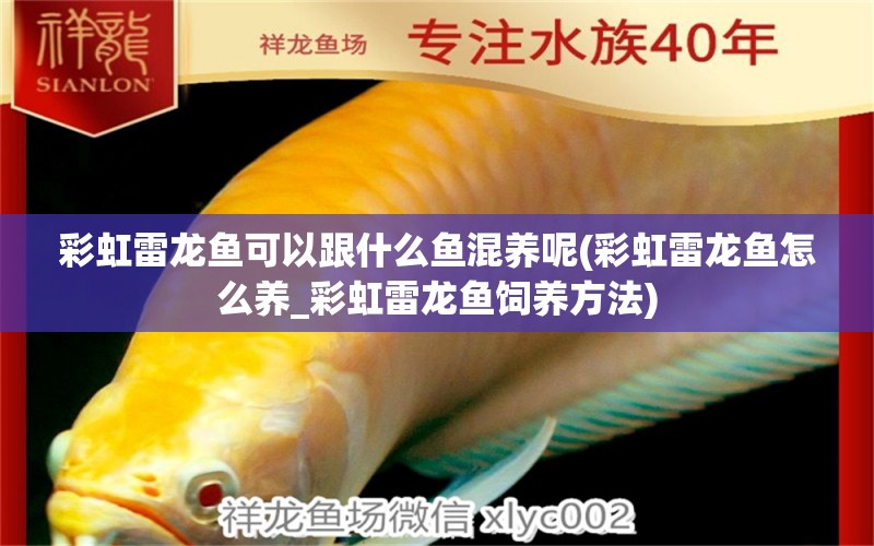 彩虹雷龍魚可以跟什么魚混養(yǎng)呢(彩虹雷龍魚怎么養(yǎng)_彩虹雷龍魚飼養(yǎng)方法) 水族雜談