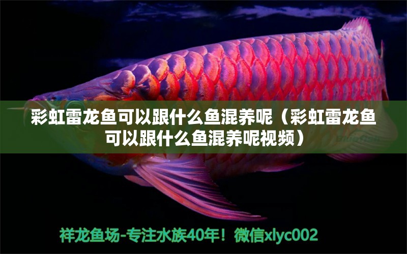 彩虹雷龍魚(yú)可以跟什么魚(yú)混養(yǎng)呢（彩虹雷龍魚(yú)可以跟什么魚(yú)混養(yǎng)呢視頻）